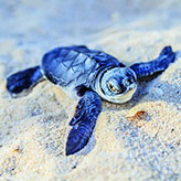 BlueTurtle